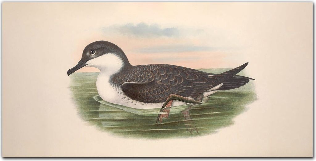 Coloray - Bild aus Glas - 120x60 cm - wanddekoration Küche glasblock mit bild Dekoration wohnzimmer gehärtetes Glas - Vögel Tierwelt