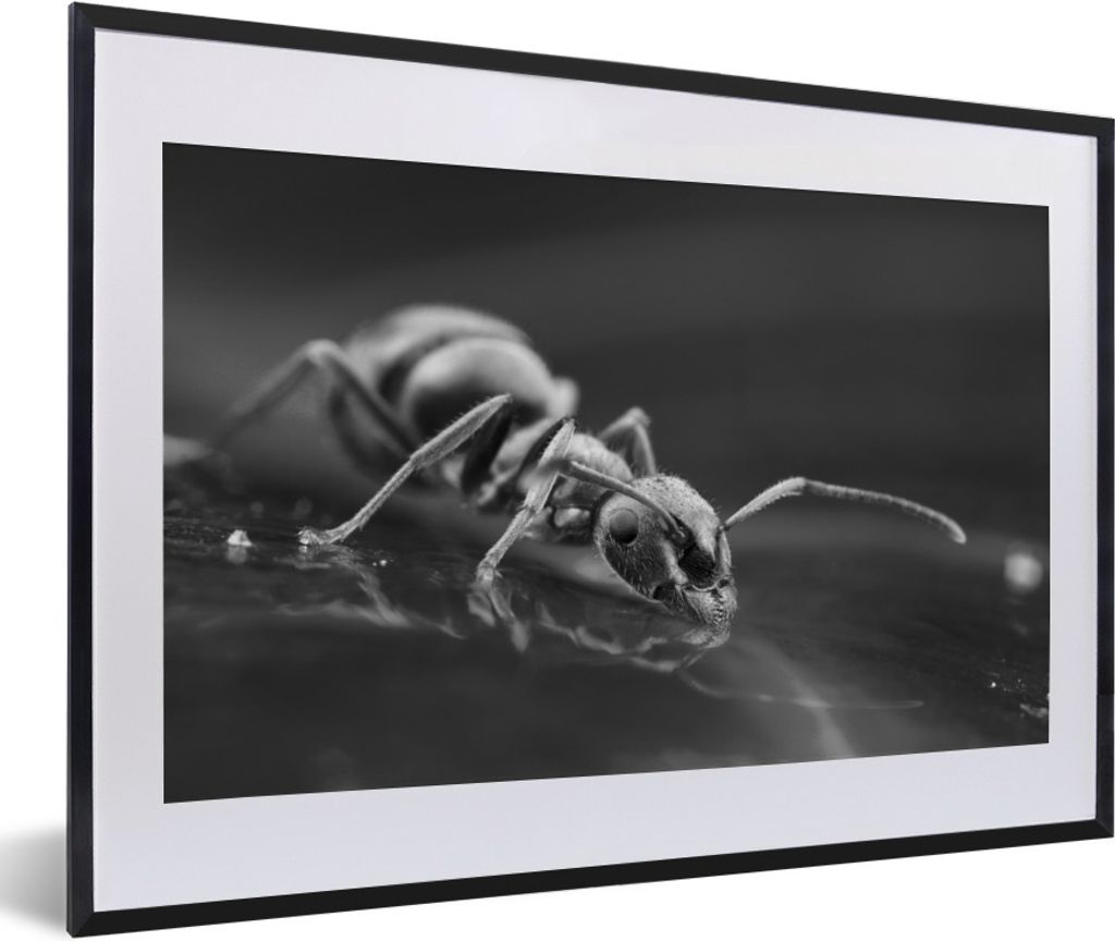 MuchoWow Gerahmtes Poster Trinkende Ameise - schwarz und weiß 60x40 cm - Poster mit Schwarzem Bilderrahmen Wandposter Rahmen Foto Bilder - Schla...