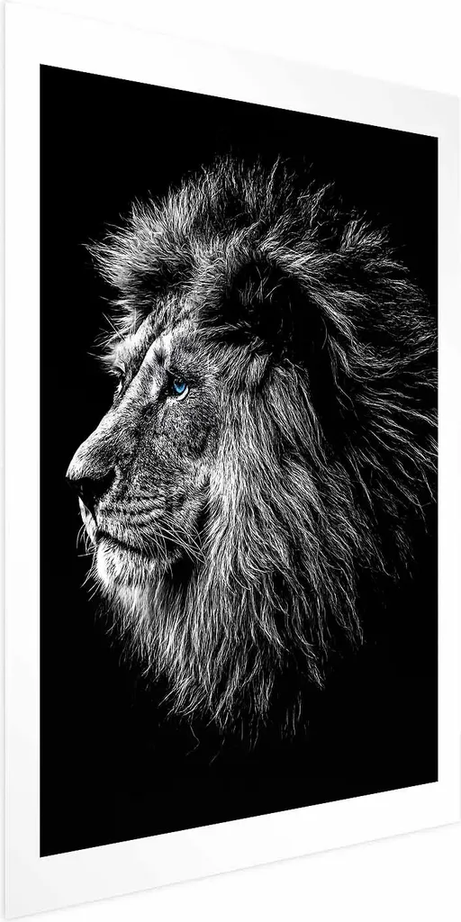 Poster del leone dagli occhi blu 60x90 cm senza cornice con margine