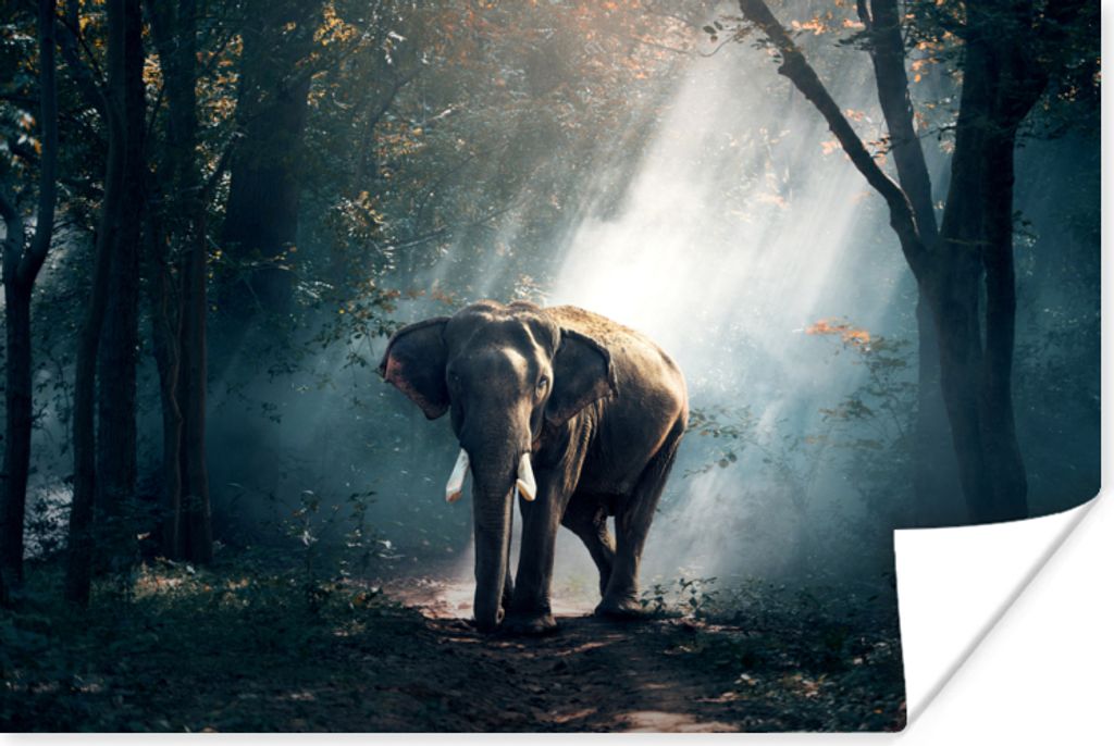 MuchoWow Poster Elefant - Tiere - Licht - Wald - Natur - Wildtiere 180x120 cm - Fotoplakat
