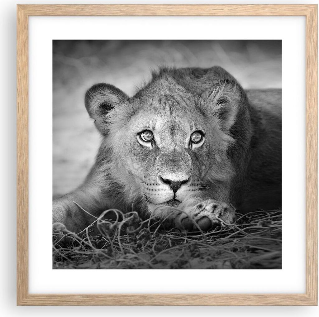 Gerahmtes Poster - Rahmen in heller Eiche - Löwe asiatisch Porträt - 40x40 cm - Wand Bild - Wanddeko - Wandbilder - Kunstposter - Wandposter - Bi...
