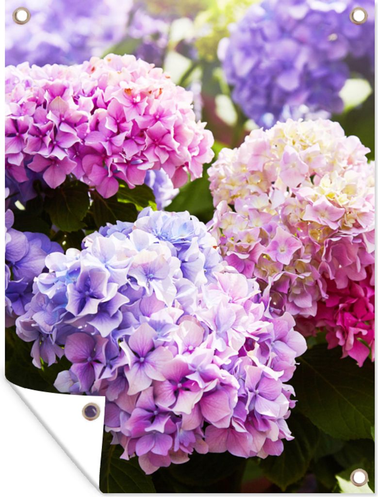 MuchoWow 90x120 cm Outdoor-Poster Gartendeko Sichtschutz Garten Poster für den Garten Blumen - Hortensie - Rosa - Blätter - Sonne
