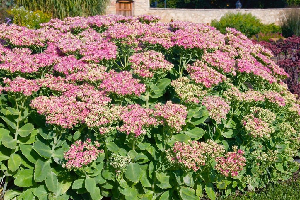 Sedum spectabile 'Rosenteller', Fetthenne, rosa Blüten, ca. Produktbild 