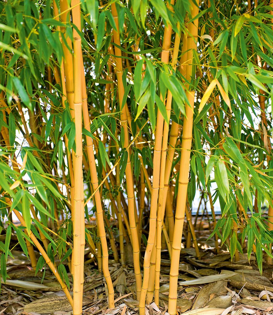 BALDUR Garten 1x Goldener Peking Bambus, Pflanze im 2 Liter-Topf, besonders winterharte Sorte (bis -25 °C), Phyllostachys aureosulcata aureocaulis...