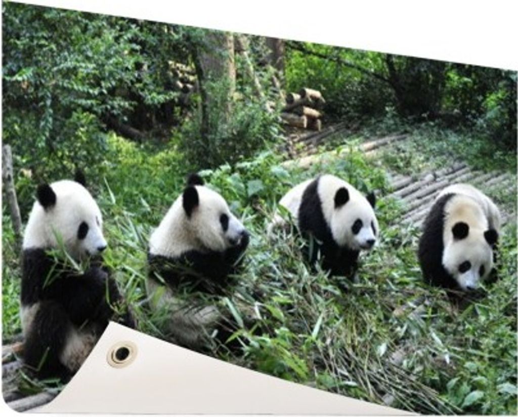 Gartenposter - 120x80 cm - Riesige Pandas in der Natur - Modernes Wandbilder - Wilde Tierposter
