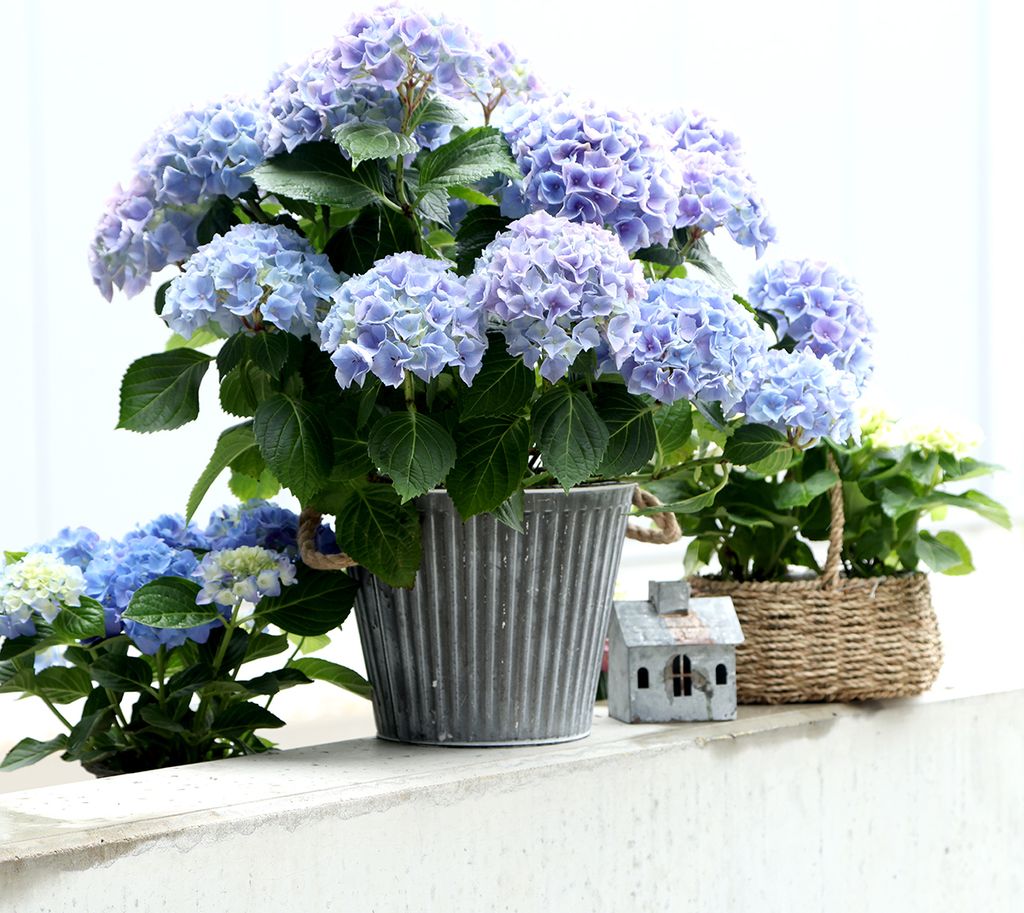 Pflanzgefäß Shabby Chic Metall Deko-Topf mit Henkeln Ø25,5cm Vintage Blumentopf