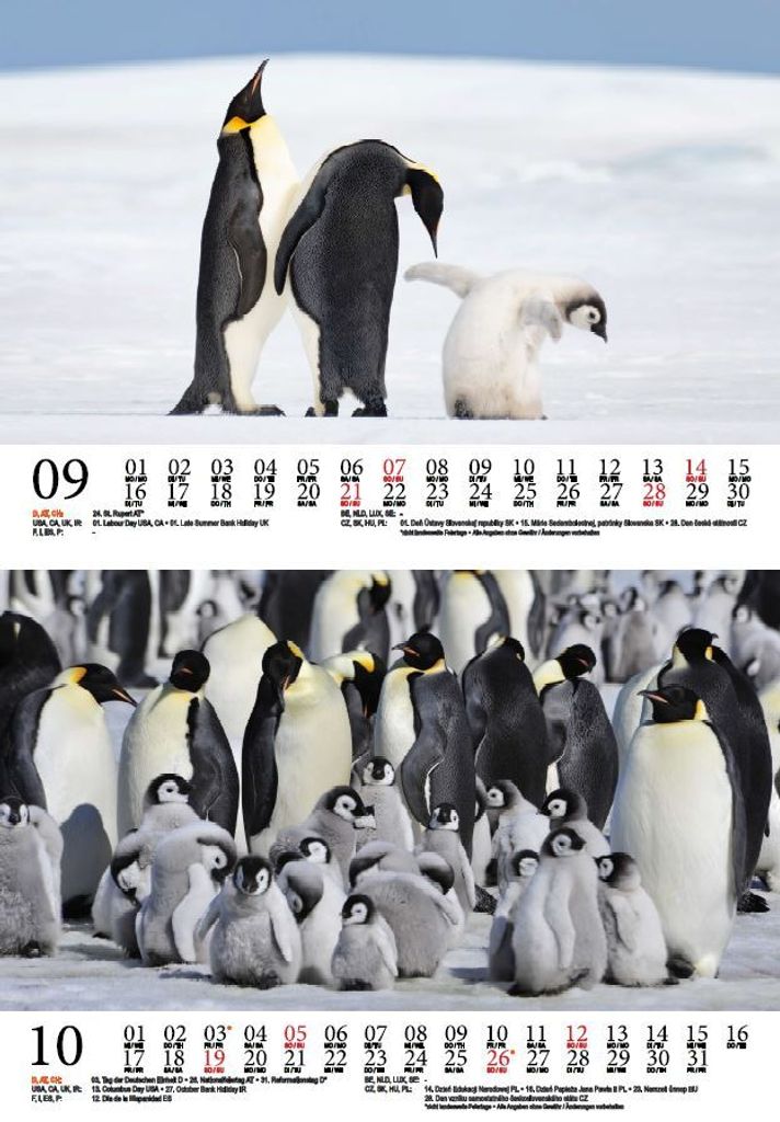 Tierkinder Pinguine DIN A5 Kalender für 2025 Kaufland.de