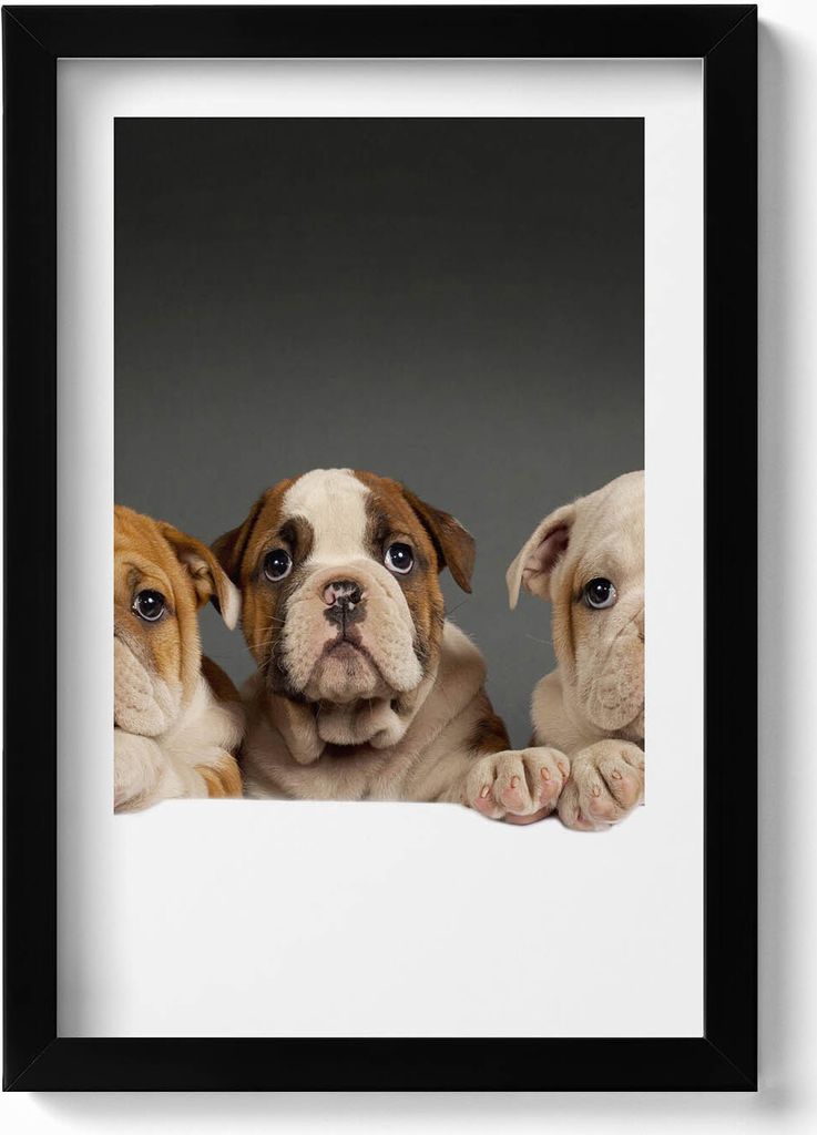 Drei Hundewelpen– Wandbild mit Rahmen – Gerahmtes Bild – Wanddekoration – 20x30 cm – Schwarz