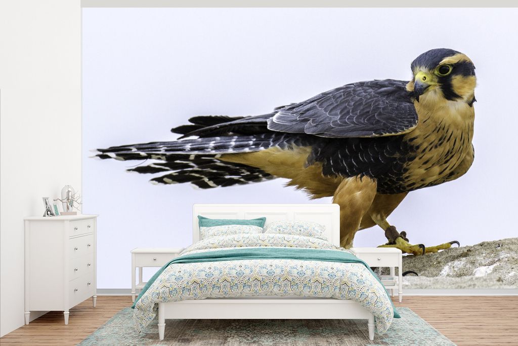 MuchoWow Fototapete für Wohnzimmer oder Schlafzimmer Wandtapete Vinyl Motivtapete Wanderfalke - Vogel - Tiere - 405x260 cm - Die Küche