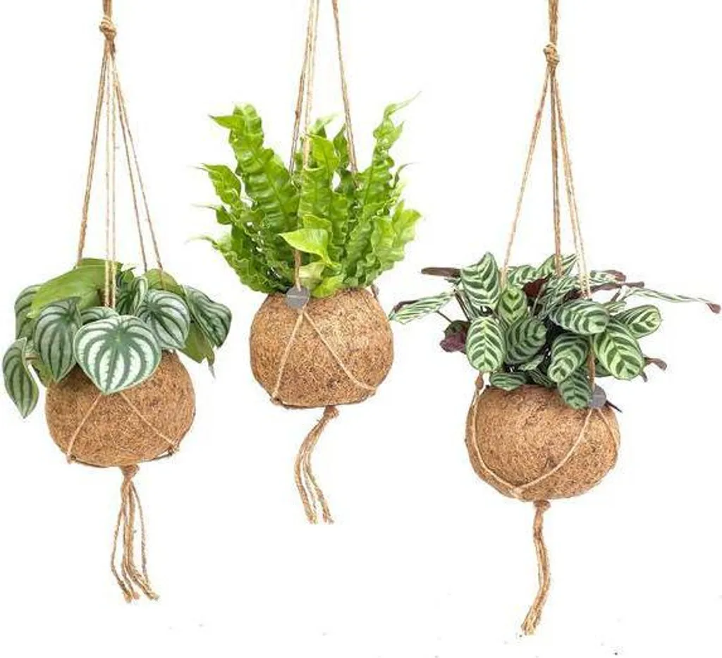 Plantes suspendues en pot coco Kokodama Jungle-Mix set écoresponsable