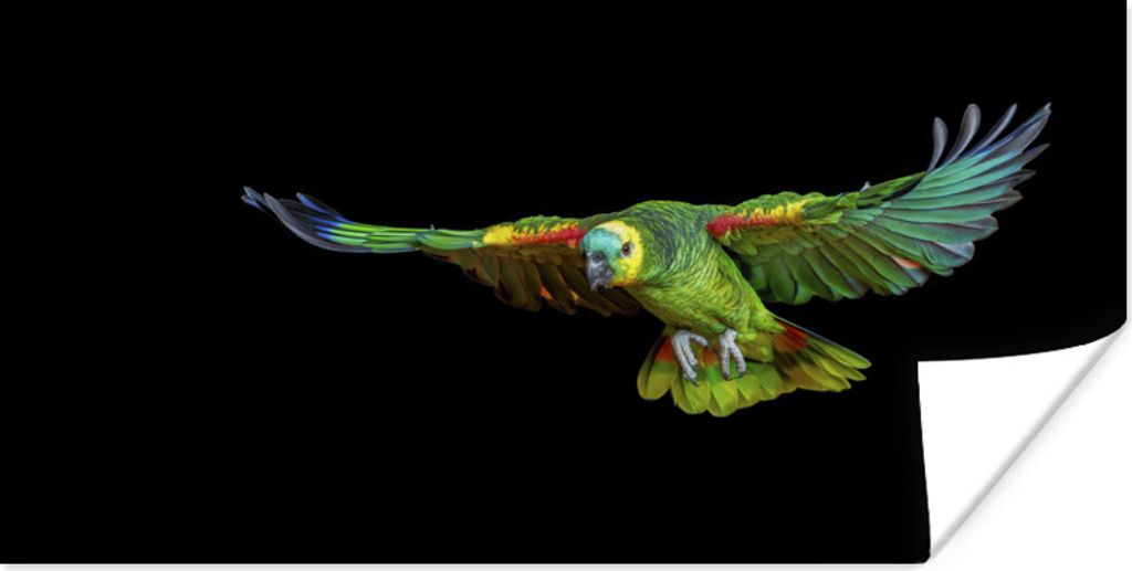 MuchoWow Poster Papagei - Vogel - Federn 150x75 cm