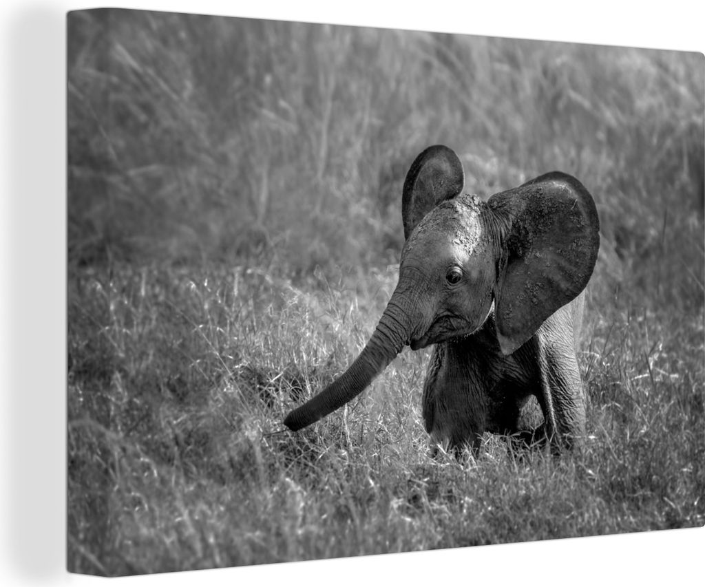 OneMillionCanvasses - Leinwandbilder - 140x90 cm, Baby-Elefant im Gras - schwarz und weiß, Wandbilder Kunstdruck Wanddekoration