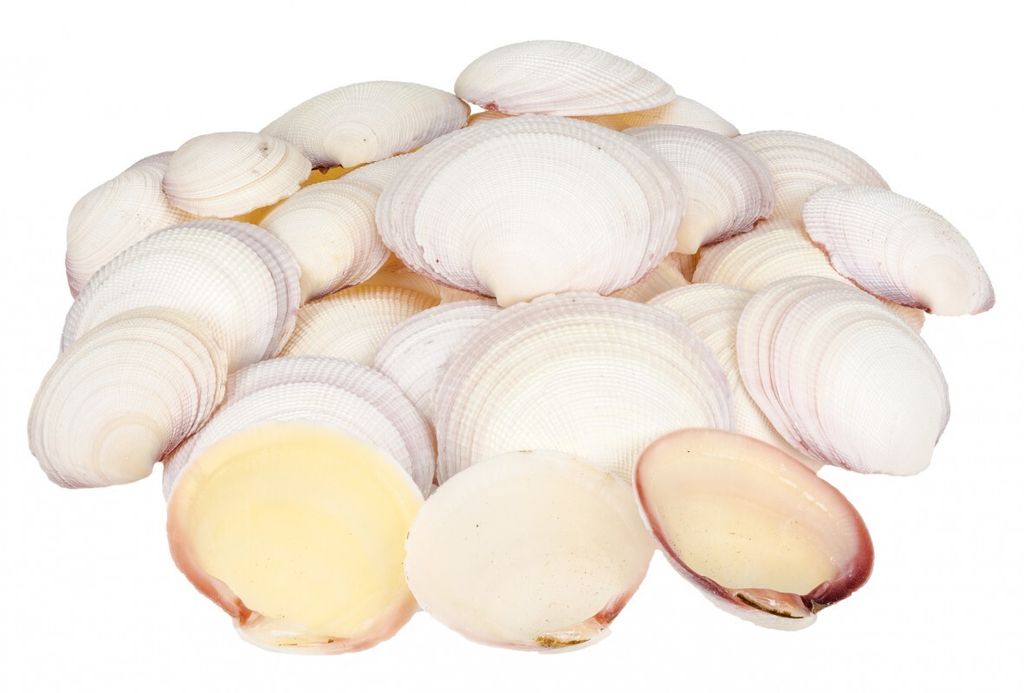Codakia tigerina, halbe Muschelschalen, Gewicht ca. 0,5kg, Produktbild 