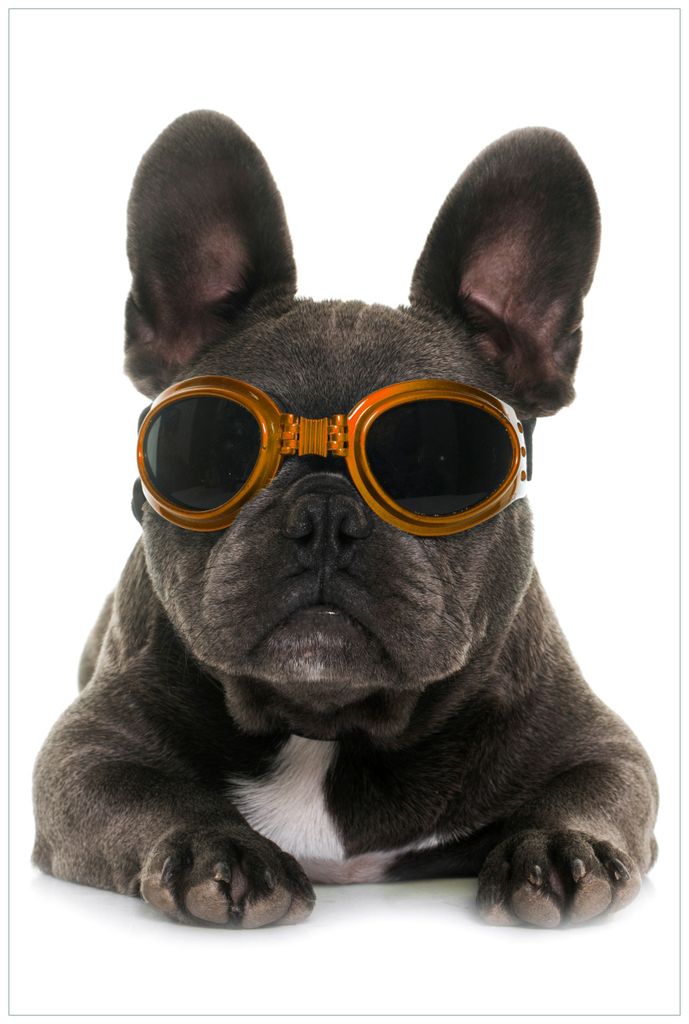 Wallario Wandbild aus Acryl, 90 x 60 cm, freischwebende Optik - Cooler Hund mit Sonnenbrille in orange - Französische Bulldogge