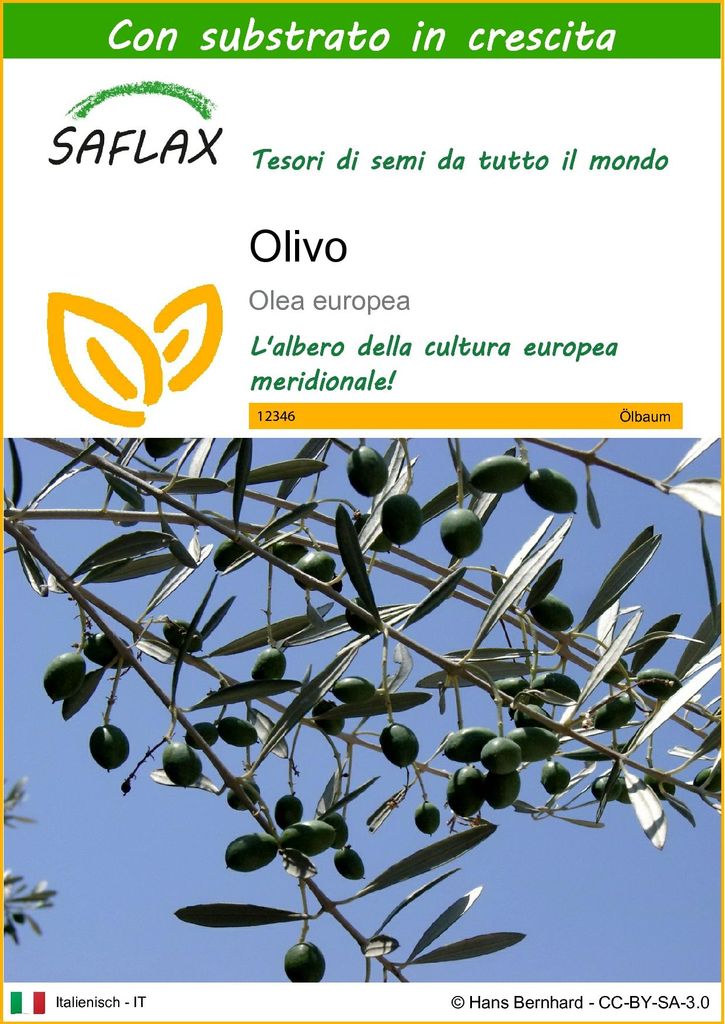 SAFLAX  - Olivo - 20 semi - Con substrato - Olea Immagine del prodotto 