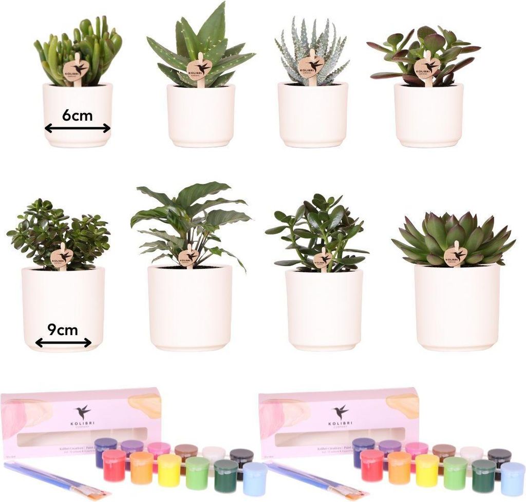 DIY Malset Blumentöpfe bemalen Set 4 Personen Sukkulenten Kreativ
