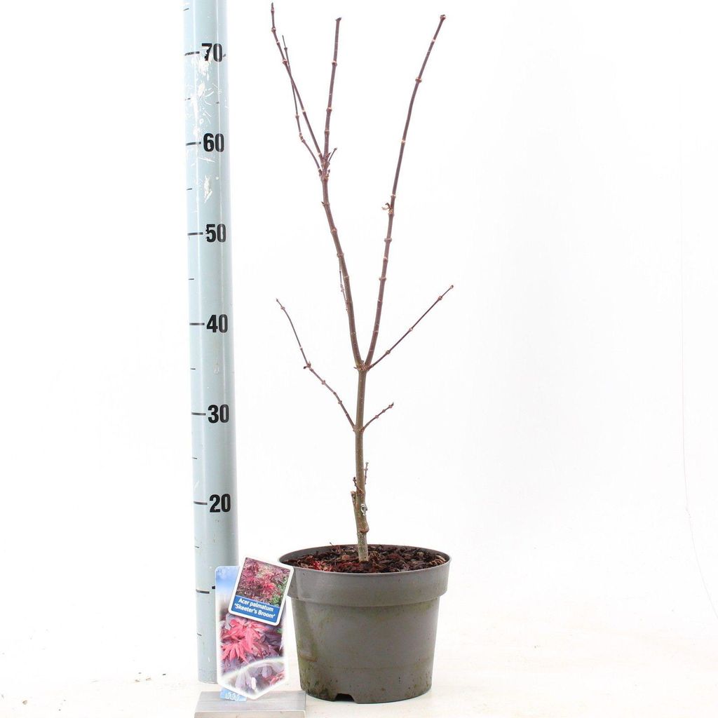 Acer pal. 'Skeeters Broom' - Fächerahorn | 60/+ cm im Topf