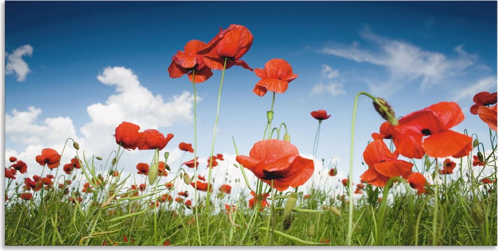 ARTland Wandbild Alu für Innen & Outdoor Feld mit Mohnblumen unter Himmel Größe: 40x20 cm