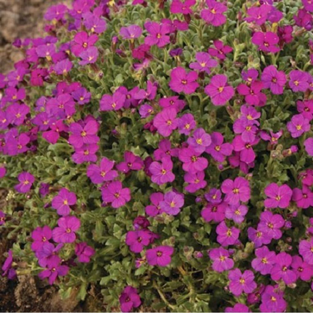 6 x Blaukissen  - Aubrieta 'Cascade Red'  | Topf 9x9 cm Produktbild 