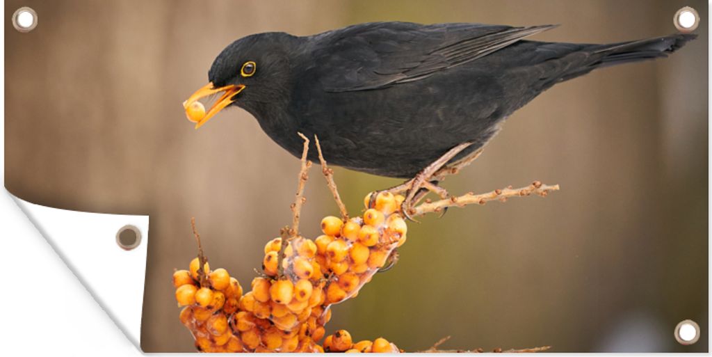 MuchoWow 80x40 cm Outdoor-Poster Gartendeko Sichtschutz Garten Poster für den Garten Vogel - Amsel - Winter - Eis - Beere