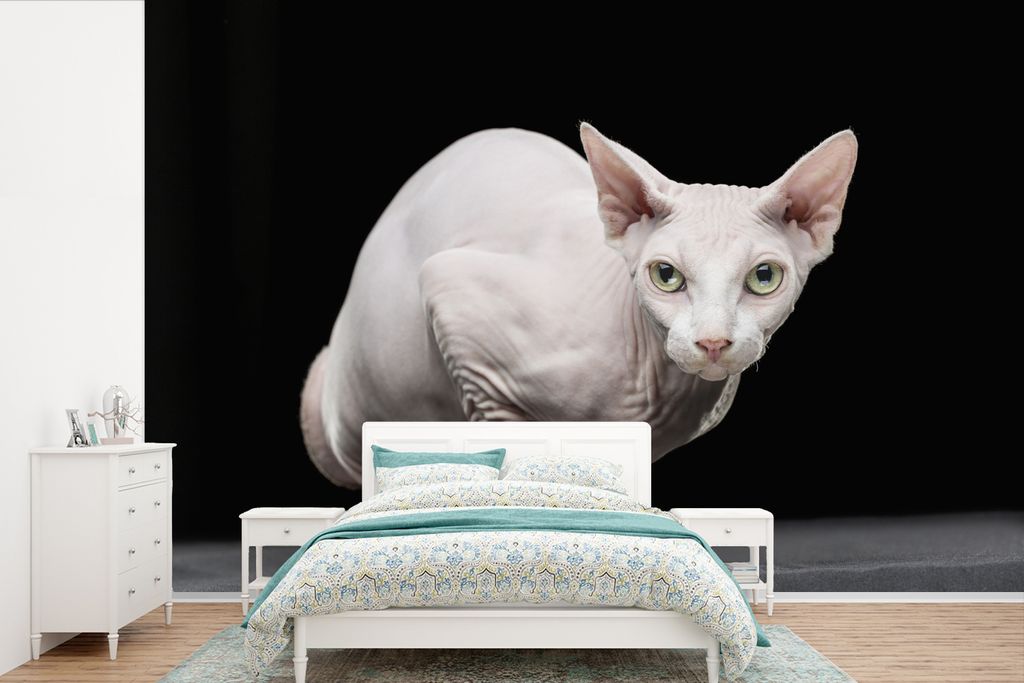 MuchoWow Fototapete für Wohnzimmer oder Schlafzimmer Wandtapete Vinyl Motivtapete Weiße Sphynx auf schwarzem Hintergrund - 330x220 cm - Fototap...