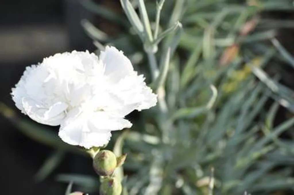 Dianthus Haytor White lot de 6 - Oeillets résistants et sans entretien - 3