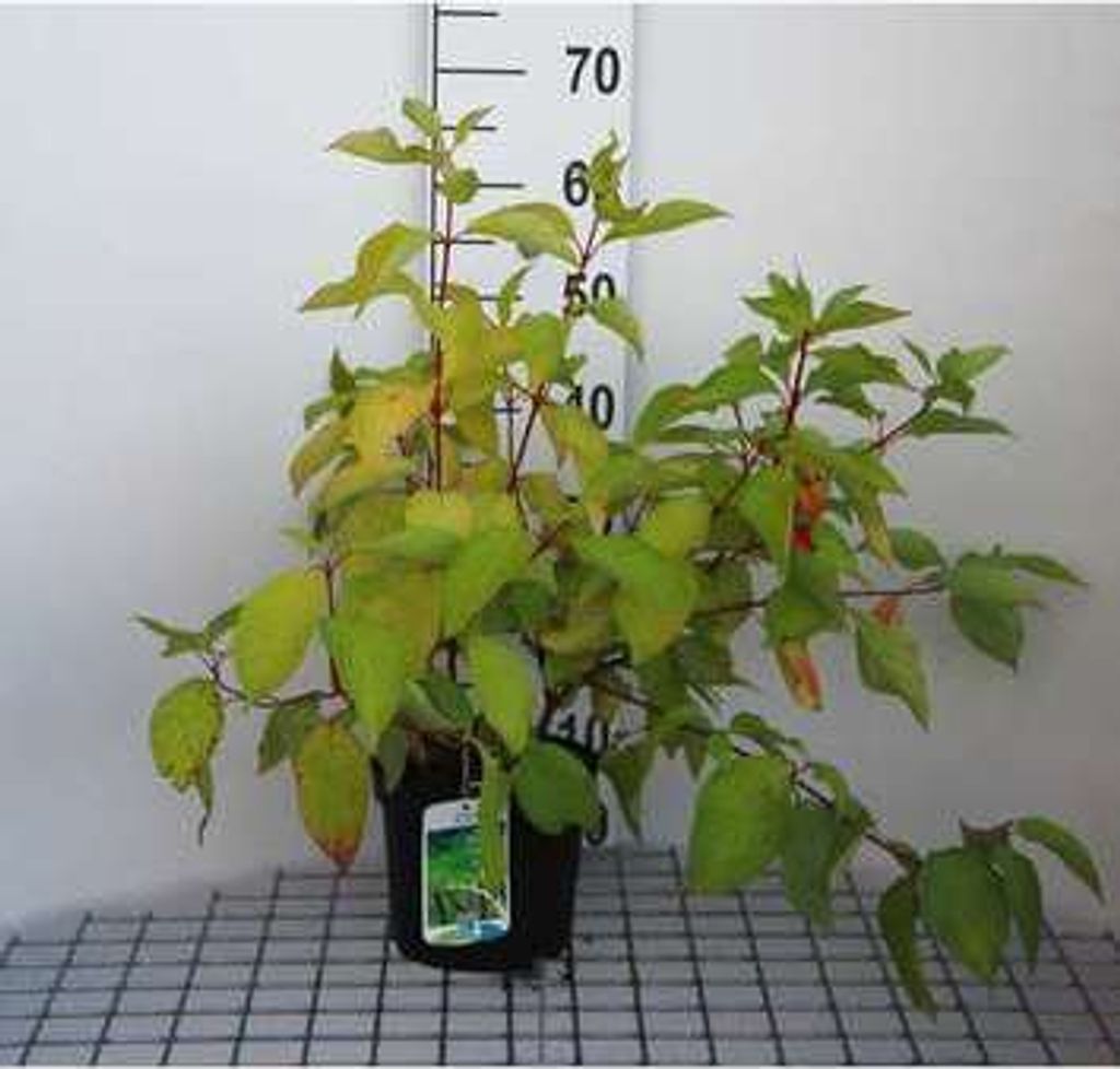 Cornus alba 'Aurea' - Hartriegel 60- 80 cm Container