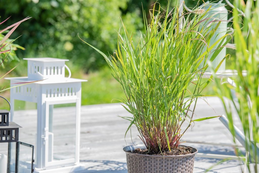 Panicum virgatum 'Rehbraun', Rutenhirse, zierend, 7,5-10 L Container