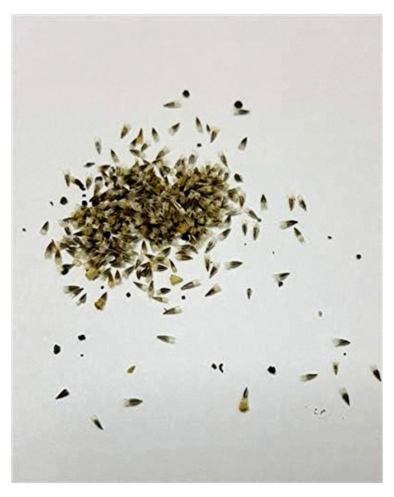 400x Cephalophora aromatica Ananasblume duftende Gartenpflanzen Samen