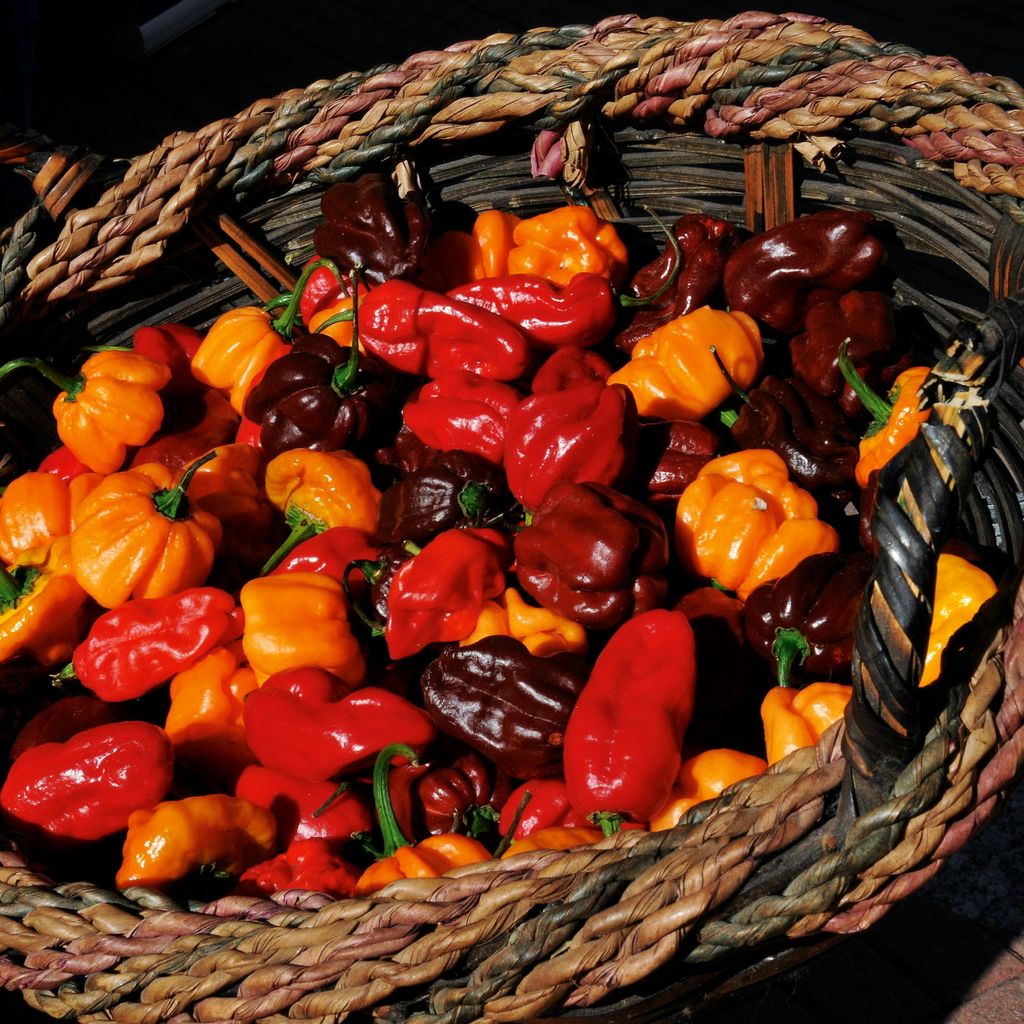 Chili Habanero Mix Samen - sehr scharf - Capsicum chinese - Produktbild 5