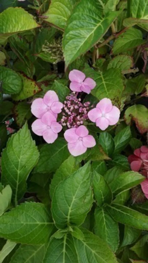 Hydrangea Teller Red - Hortensia rouge robuste pour jardins à l'ombre - 2