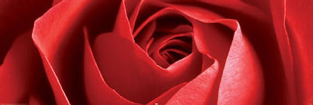 Blumen - Türposter - rote Rose
