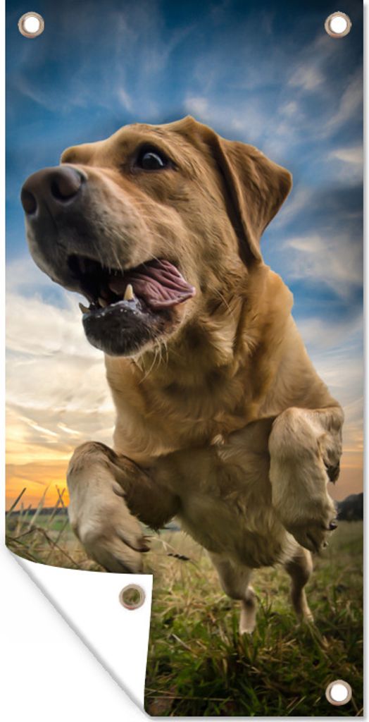 MuchoWow 30x60 cm Outdoor-Poster Gartendeko Sichtschutz Garten Poster für den Garten Bunter Himmel über diesem Labrador Retriever