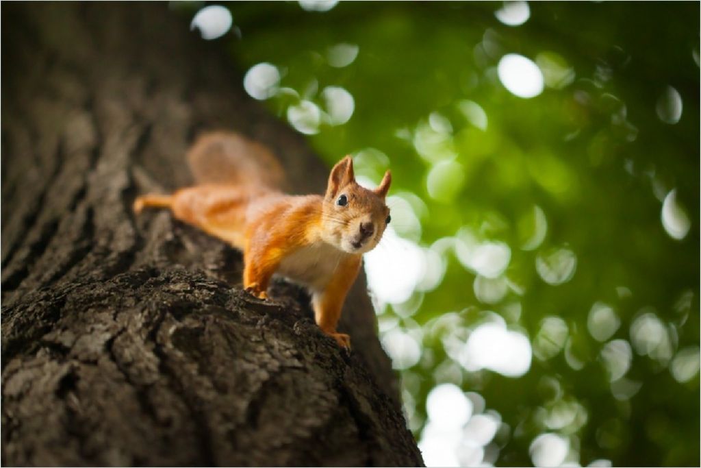 Wallario Poster - Süßes neugieries Eichhörnchen an einem Baum, Kunstdruck Größe: 61 x 91,50 cm