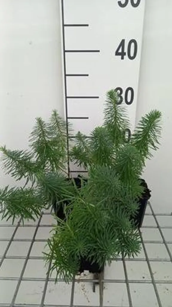 Euphorbe de Cyprès Clarice Howard : Feuillage pourpre en lot de 6 pots