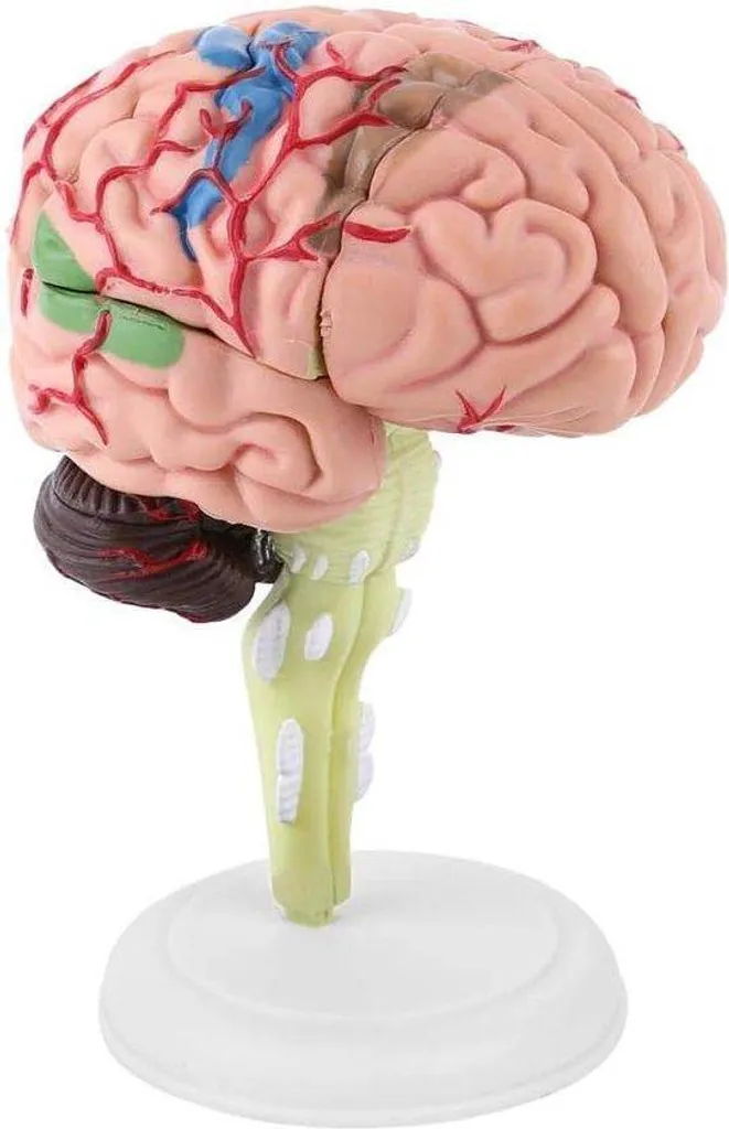 Comprendre l'anatomie du cerveau humain : modèle éducatif précis en plastique