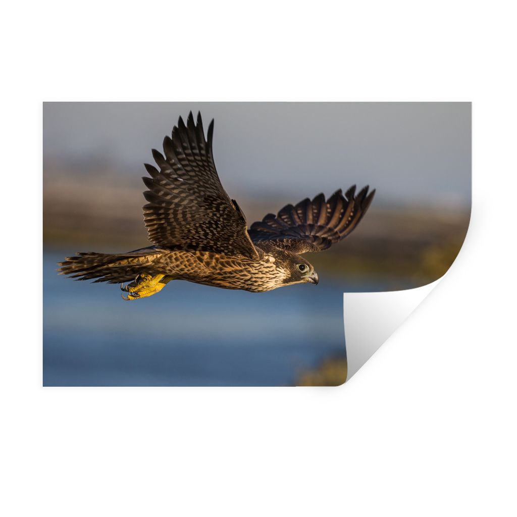MuchoWow Wandtattoo Wandsticker Wandaufkleber Wanderfalke - Flug - Raubvögel 120x80 cm Selbstklebend und Repositionierbar - Selbstklebend - Foto...
