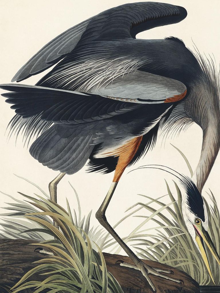 Plakat 60x80cm Große Blaue Reiher, J.J. Audubon für das Wohnzimmer