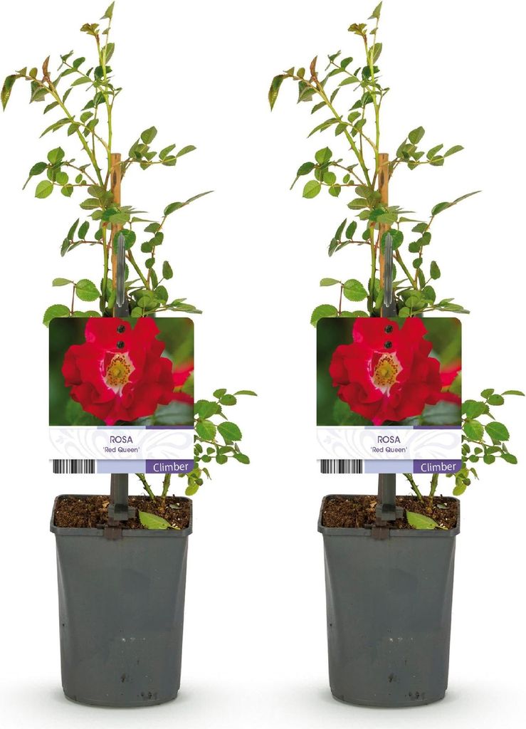 Green boutiQ - Klimroos - Rosa Red Queen - Bloem Rood - Image du produit 
