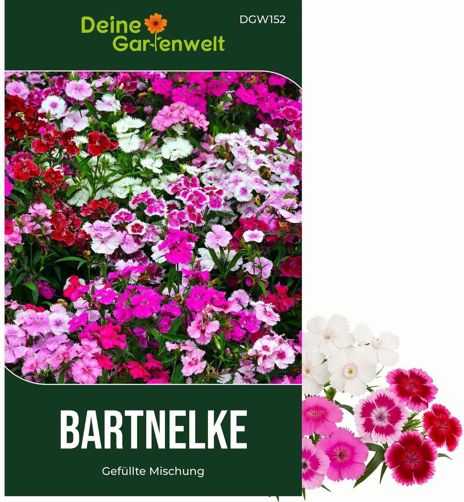 Bartnelke Gefüllte Mischung Samen - Dianthus barbatus - Nelkensamen - Blumensamen - Saatgut für 200 Pflanzen