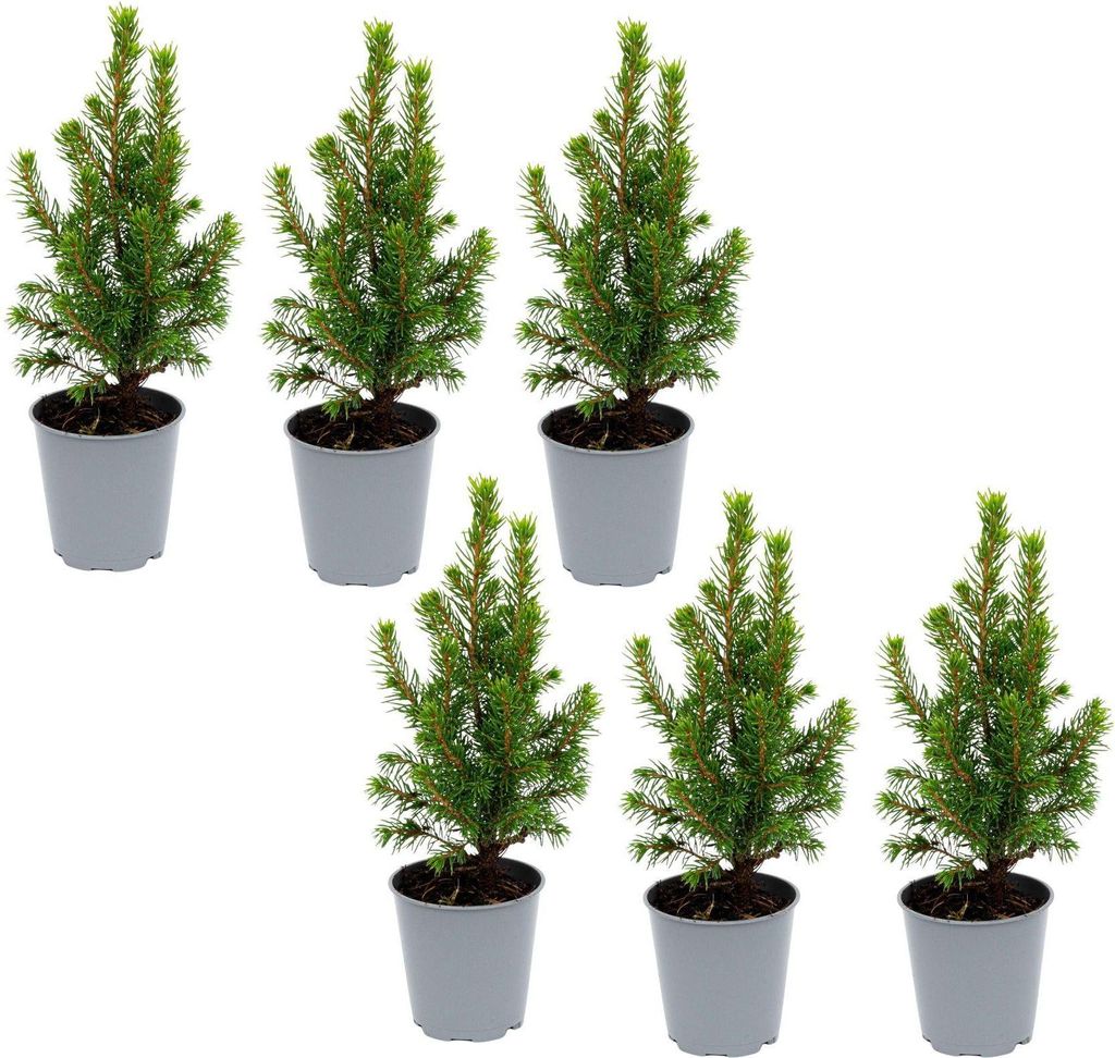 6er-Set Mini-Weihnachtsbaum – Picea Glauca Perfecta – 15–20cm – Kleine Weihnachtsbäume Ø6cm – Dicht gewachsene Mini-Fichten für Tischd...