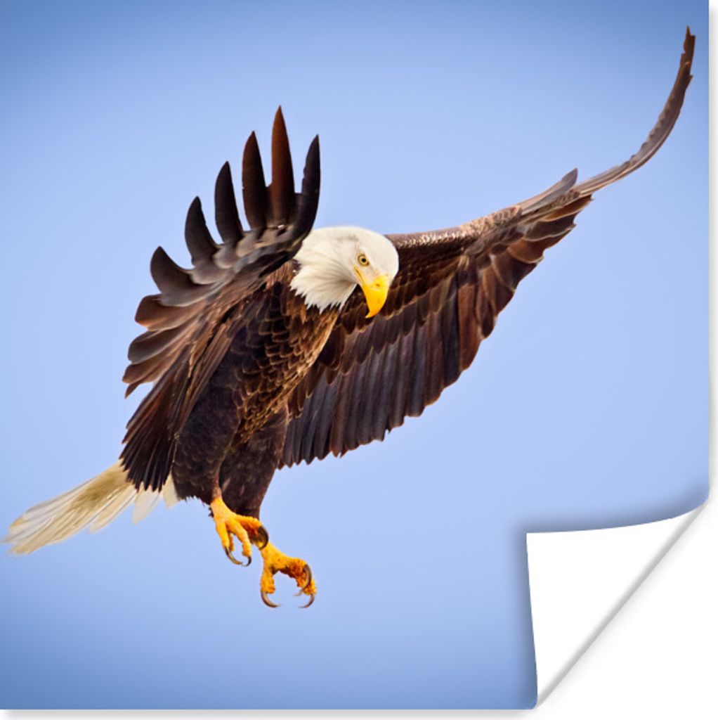 MuchoWow Poster Adler - Seeadler - Jagd - Vögel 100x100 cm - Babyzimmer