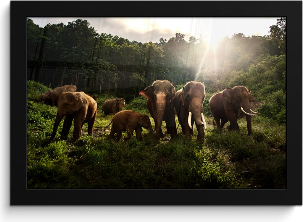MuchoWow MuchoWow Gerahmtes Poster Wald - Elefanten - Licht 30x20 cm - Poster mit zchwarzem Bilderrahmen - Kunstdruck - Bild-Poster