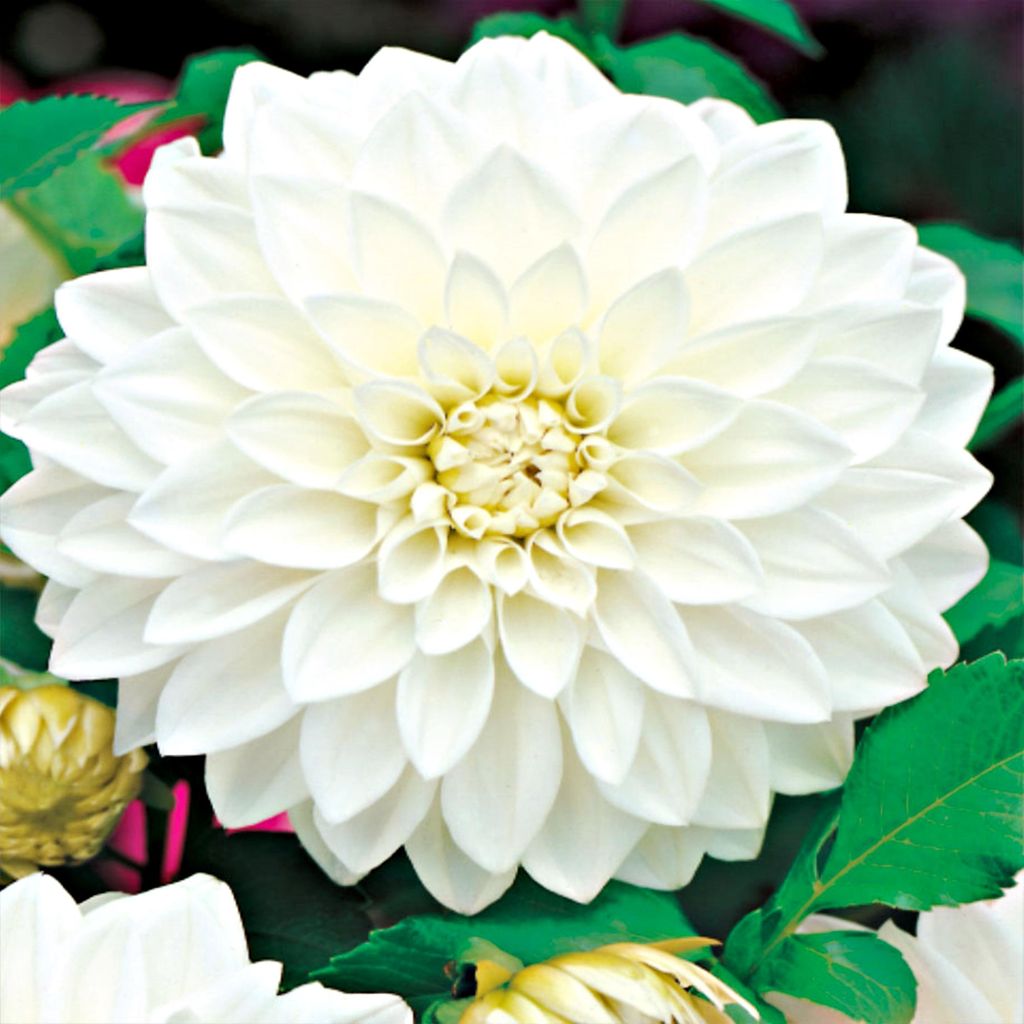 Dalia decorativa bianca White 1 pz. Dalia piantine piantina Immagine del prodotto 