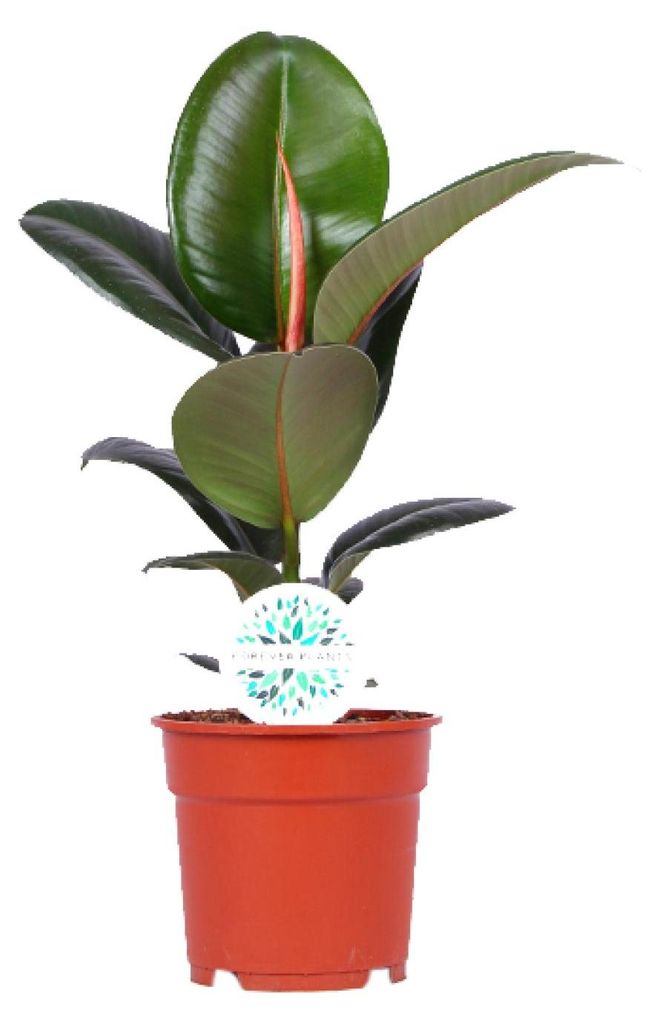 Ficus Elastica Robusta - 45-55cm - Ø17cm - Zimmerpflanze - Immergrün