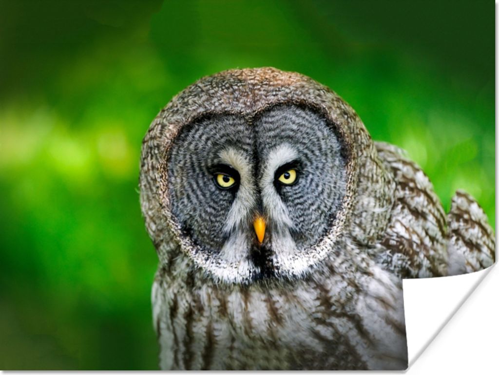 MuchoWow Poster Vogel - Eule - Tiere - Braun - Porträt 40x30 cm - Plakate für die Wände - Poster Wohnzimmer