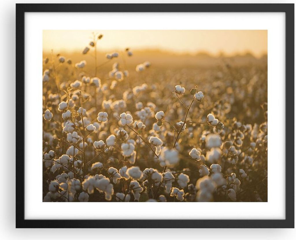 Gerahmtes Poster - Schwarzer Rahmen - Baumwolle Feld Acker - 50x40 cm - Wand Bild - Wanddeko - Wandbilder - Kunstposter - Wandposter - Bilderrahmen...