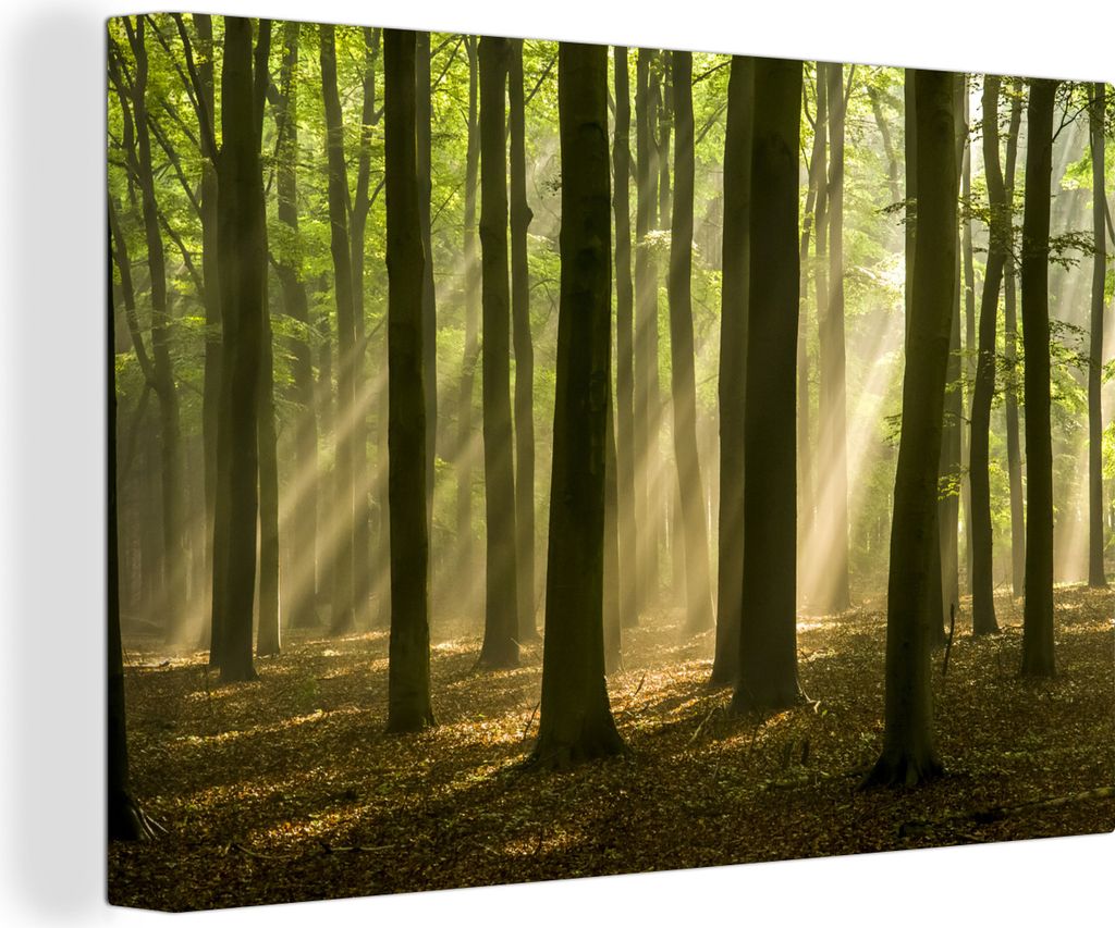 OneMillionCanvasses - Leinwandbilder - 140x90 cm, Die Sonne scheint auf die vielen dunklen Bäume, Wandbilder Kunstdruck Wanddekoration - Foto au...