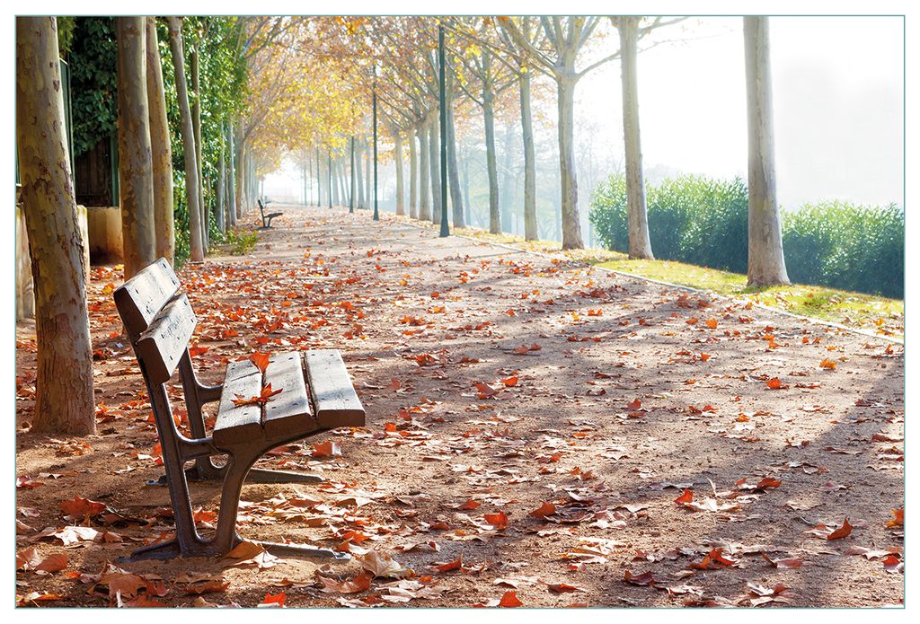 Wallario Küchenrückwand aus Glas, Größe: 90 x 60 cm, Motiv: Einsame Parkbank an einer Allee - Herbststimmung | Spritzschutz | abwischbar | pfle...