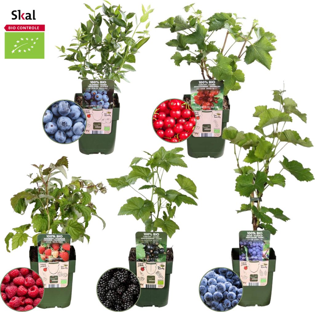 Obstpflanzen "Fruchtoase" Set im Mix von 5 verschiedenen Sorten